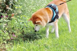 散歩をして芝生の上を歩く犬